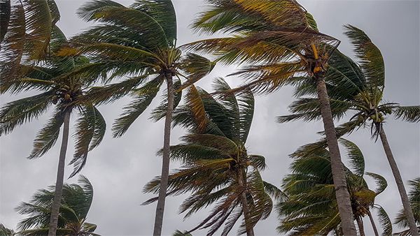 Palm trees in storm